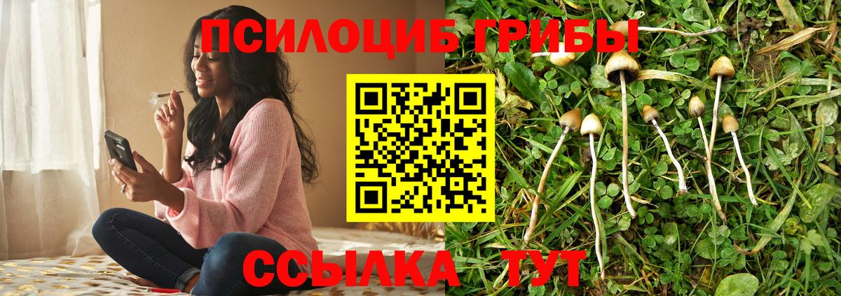 Псилоцибиновые грибы Psilocybine cubensis Белгород